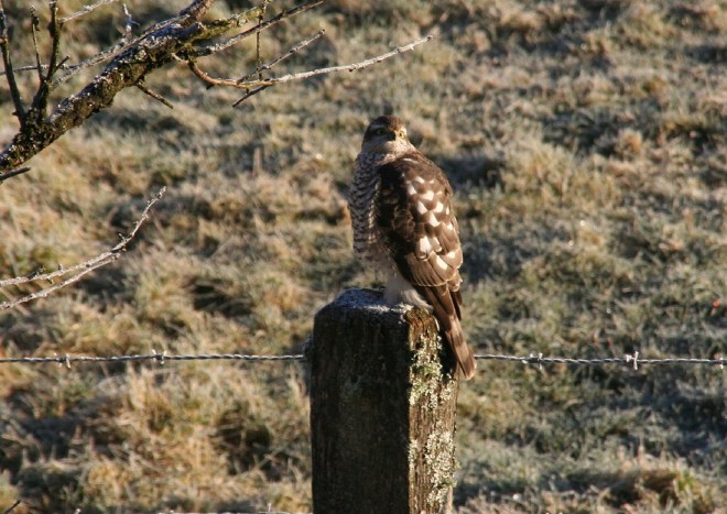 Epervier d'Europe N31199@Rudi Dujardin