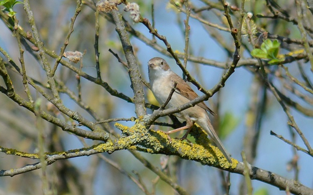 Fauvette grisette-Didier Kint