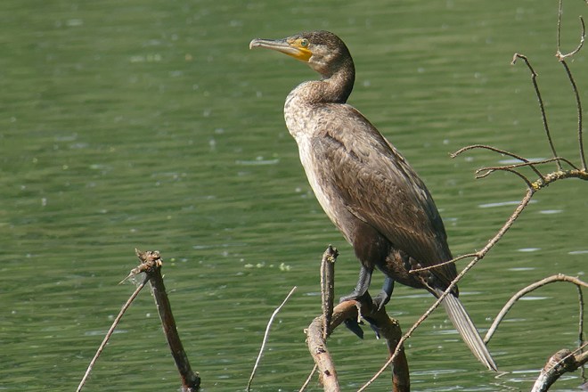 GRAND-CORMORAN-ZETRUD-09052018-Hervé Paques
