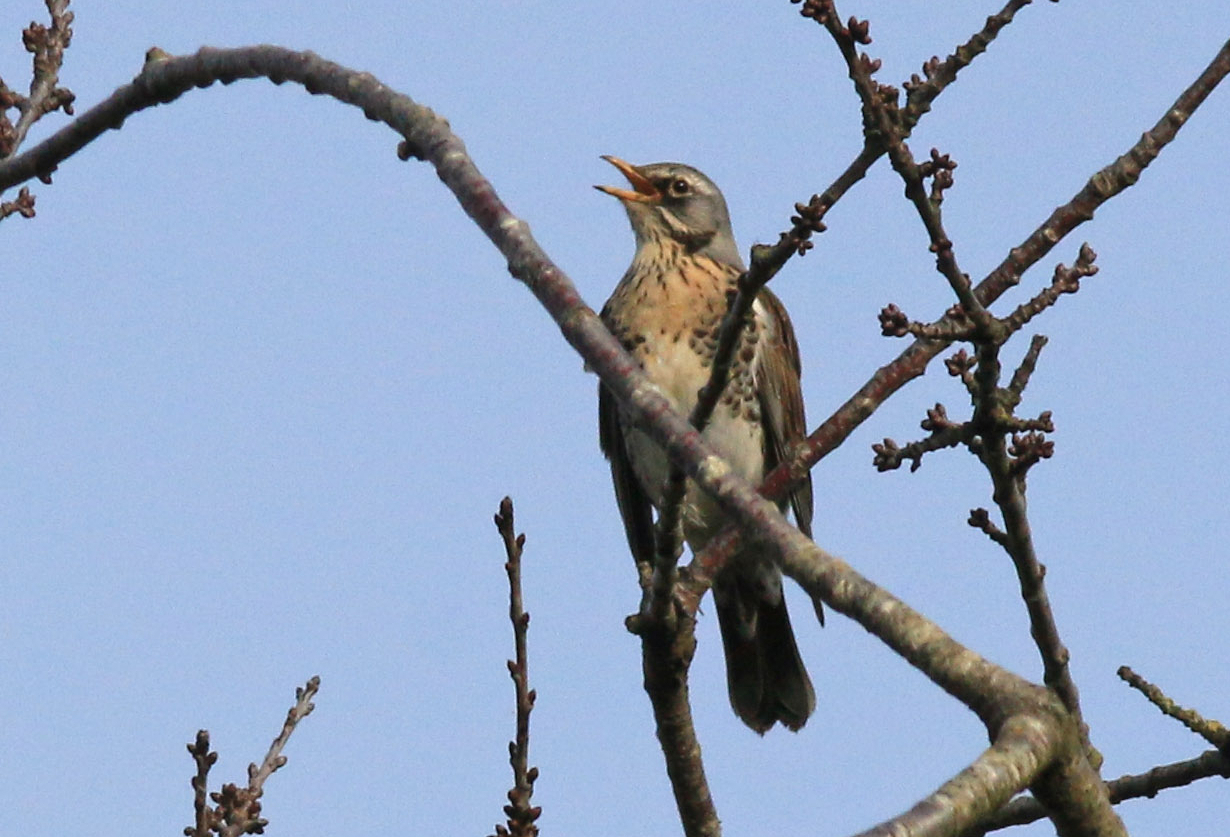 Grive litorne - Thierry Maniquet - Vieusart (1)