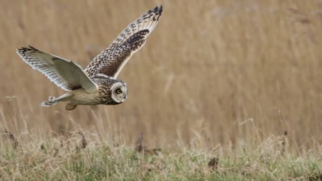 Hibou des Marais-Adam Poll-1