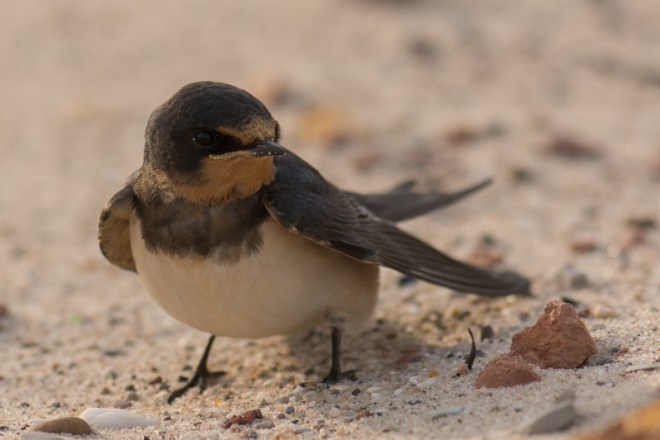 Hirondelle rustique - Didier Kint2