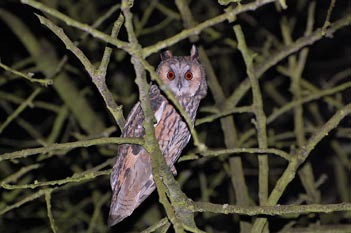 Fiche 17 :  Le Hibou&nbsp;moyen-duc