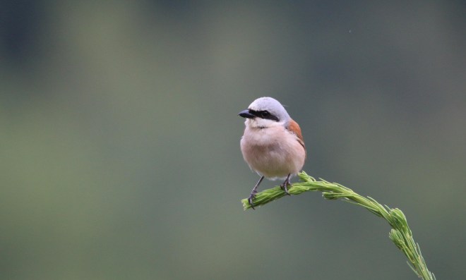 Piegrièche écorcheur-Th. Maniquet