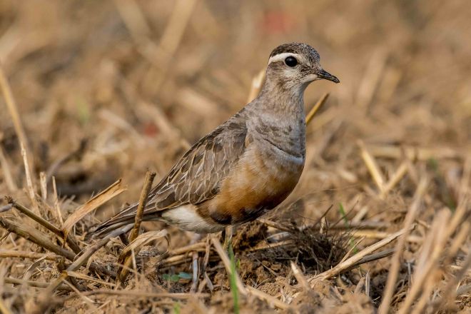 Pluvier guignars-Victor Claes