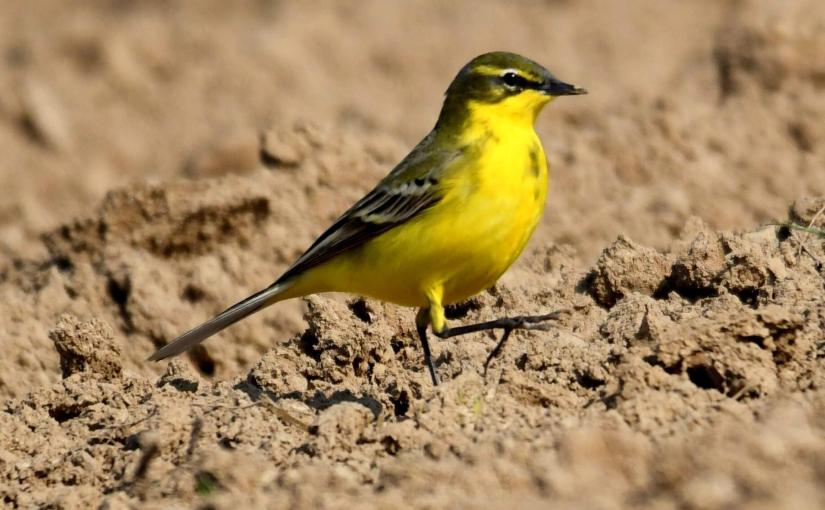 A vos jumelles : le 24 avril&nbsp;2021