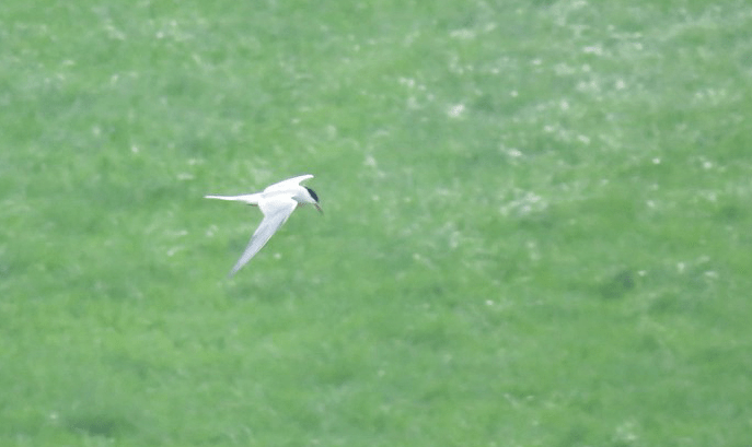 A vos jumelles : le 10 avril&nbsp;2021