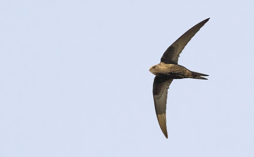 A vos jumelles : le 2 mai&nbsp;2021