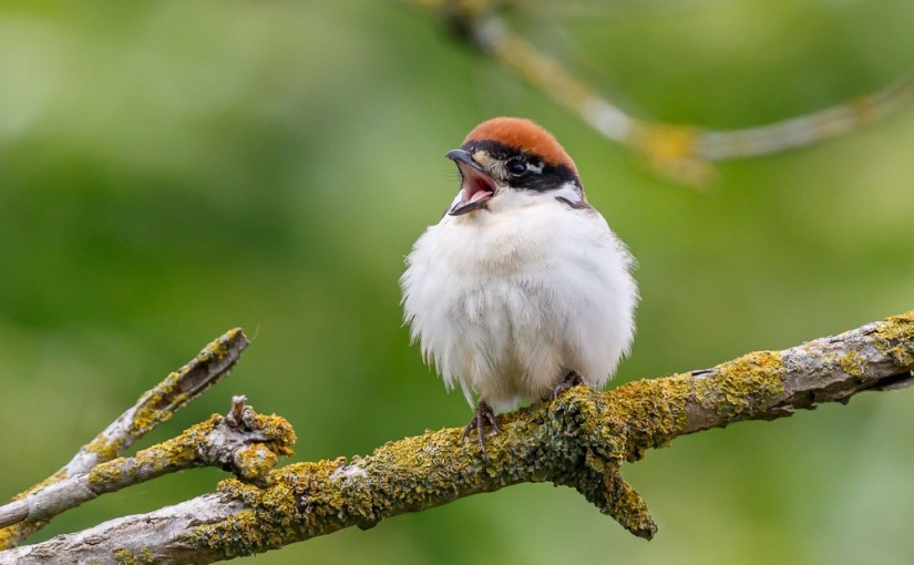 A vos jumelles : le 30 mai&nbsp;2021