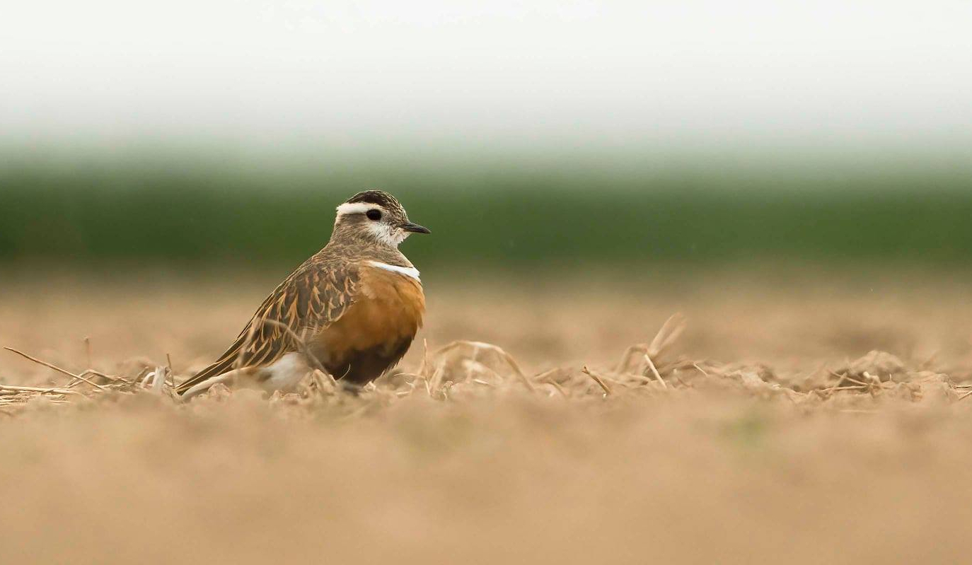 pluvier guignard - Noe Terorde - Beauvechain 8_5_2021