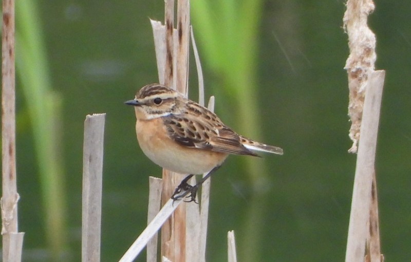 A vos jumelles : le 9 mai&nbsp;2021