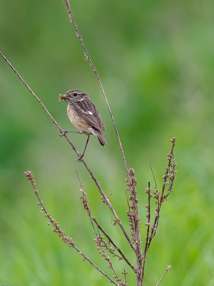Tarier pâtre - Victor Claes