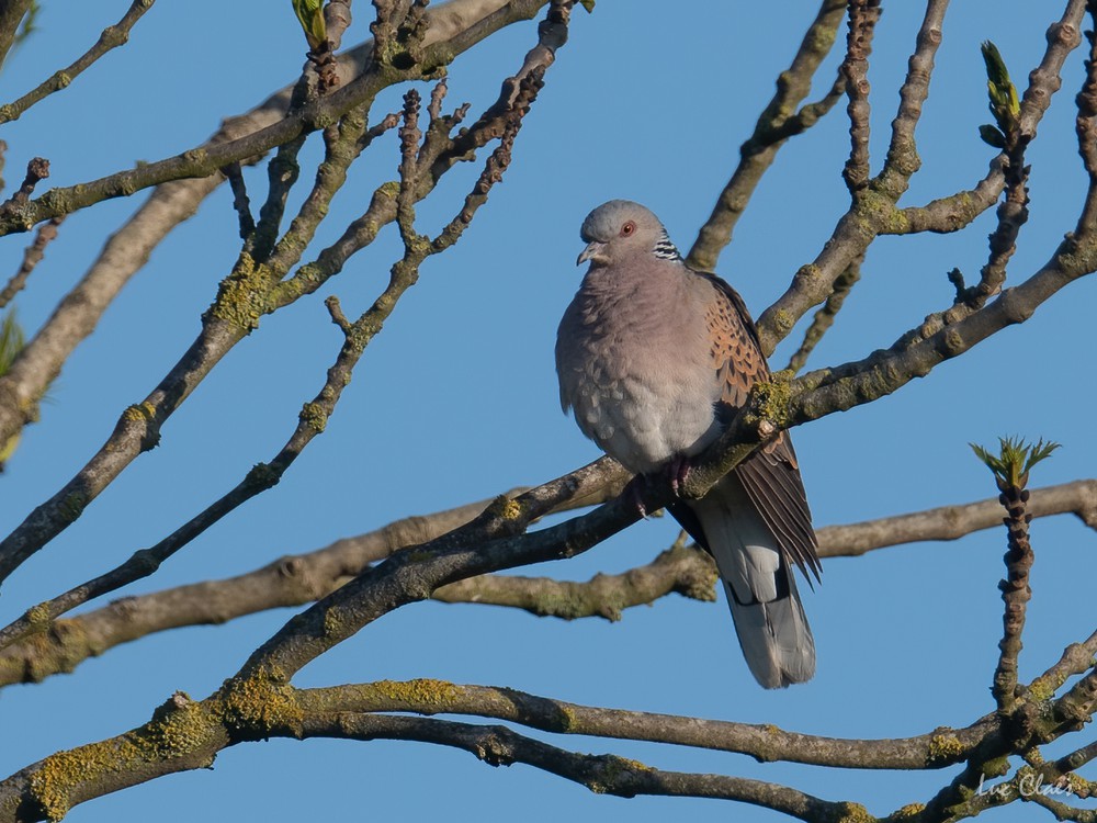 Tourterelle des bois - Luc Claes
