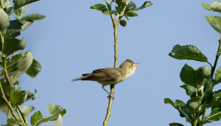 Hypolaïs ictérine - Romain Louviaux - Corbais