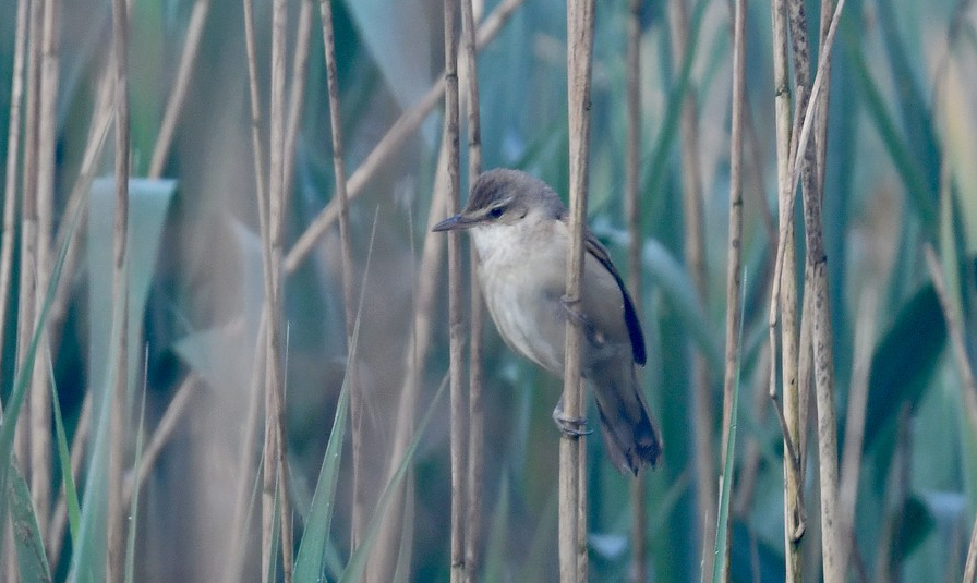 Rousserolle turdoïde