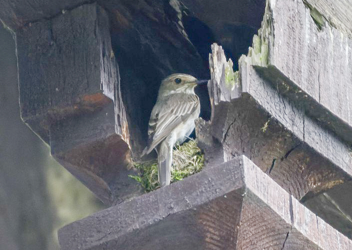 A vos jumelles : le 26 juillet&nbsp;2021