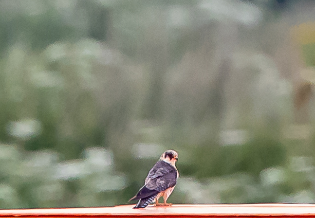 Faucon kobez - Victor Claes - Beauvechain