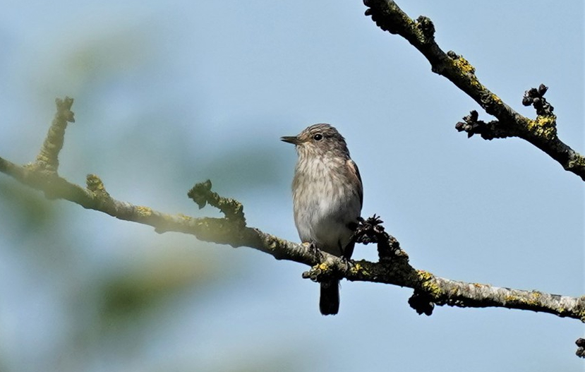 Gobemouche gris - Pascal Deruyver - Loupoigne