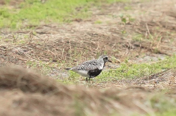 Pluvier argenté1 - Pascal Deruyver - Marbais