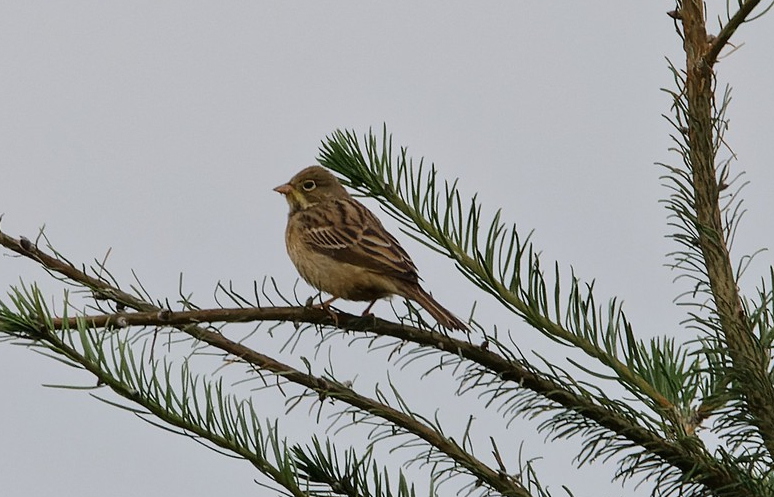 Bruant ortolan - Romain Louviaux - Corroy-le-Grand