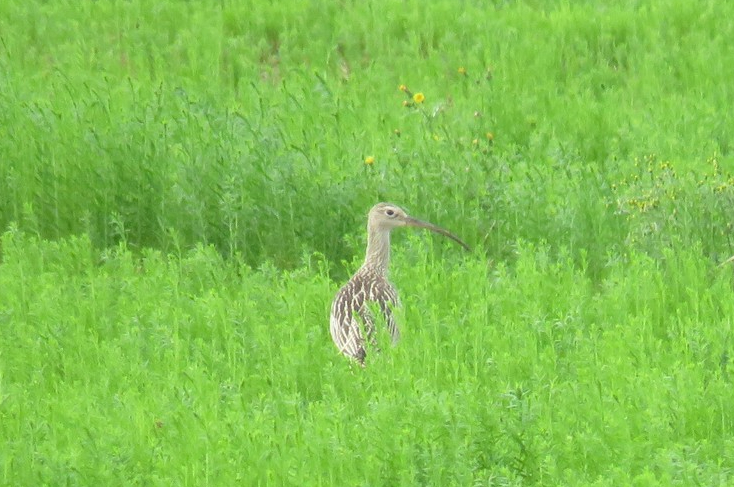 Courlis cendré - Fabrice Van Hove - Malèves-Sainte-Marie-Wastines - septembre 2021