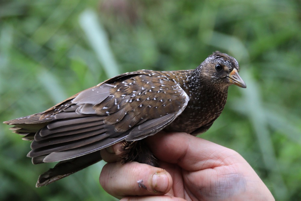 Marouette ponctuée - Pol Bughin - Nodebais