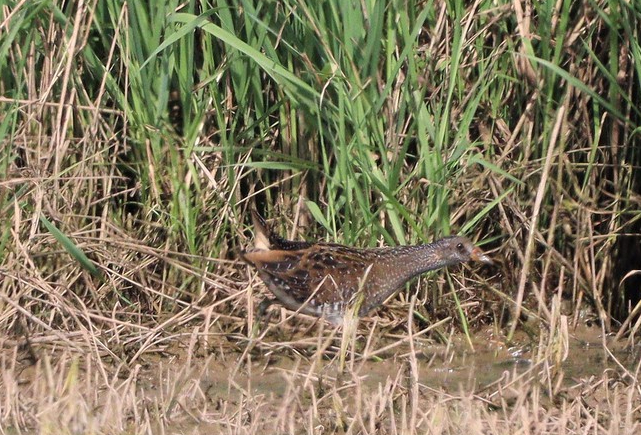 Marouette ponctuée - Pol Bughin - Spèche - septembre 2021