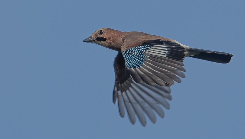 A vos jumelles : le 5 octobre&nbsp;2021