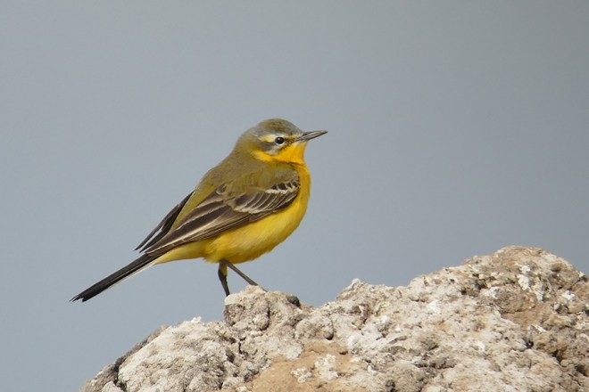 Bergeronette printanière - Ophelyssem - Hervé Paques