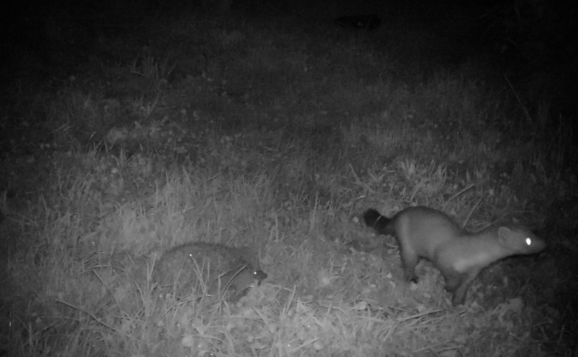 Les éclairages public et privé, enjeux pour la&nbsp;biodiversité