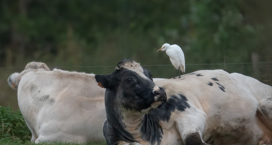 Héron garde-boeufs - Luc Claes - Pécrot (Grand-Pré)