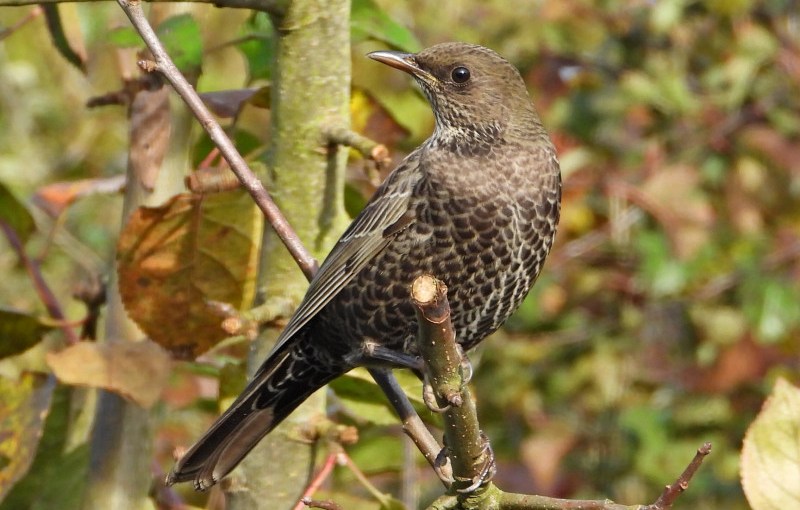 A vos jumelles : le 2 novembre&nbsp;2021