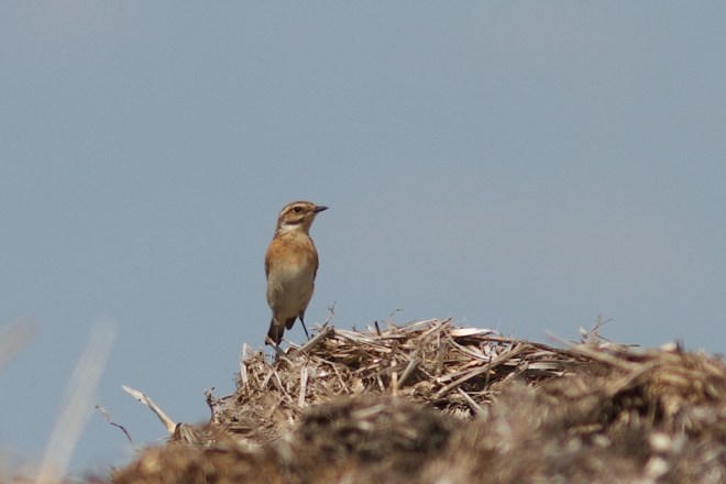 Tarier des prés - Chastre - Patricia Cornet