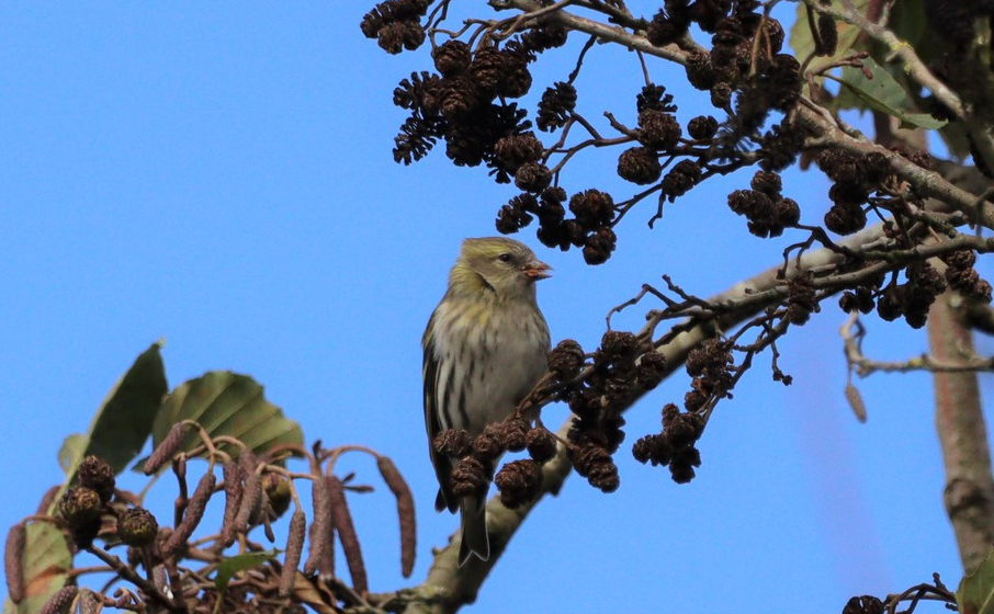 Tarin des aulnes - Pol Bughin - Pécrot (étang)