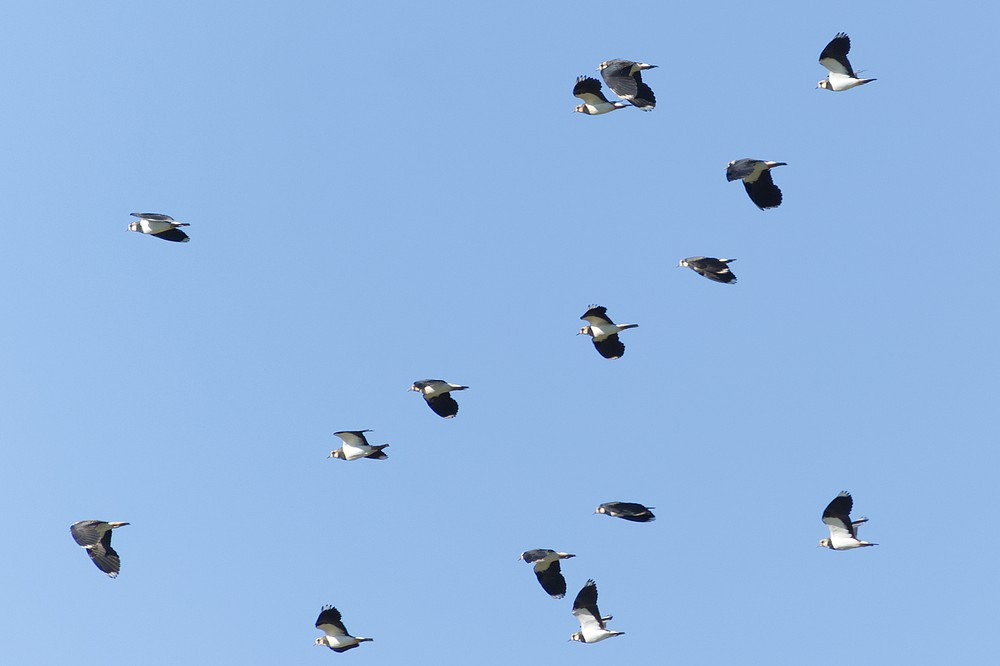 Vanneau huppé - Michel Jadoul - Opprebais