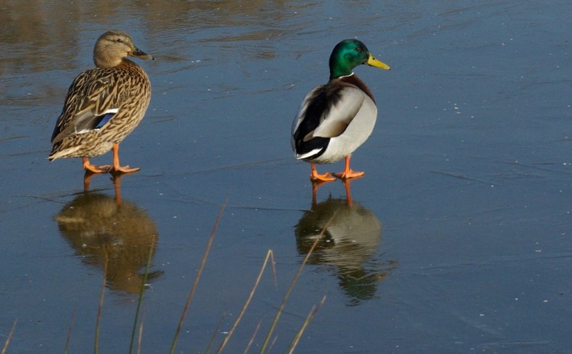 Fiche 46 :  Le Canard&nbsp;colvert