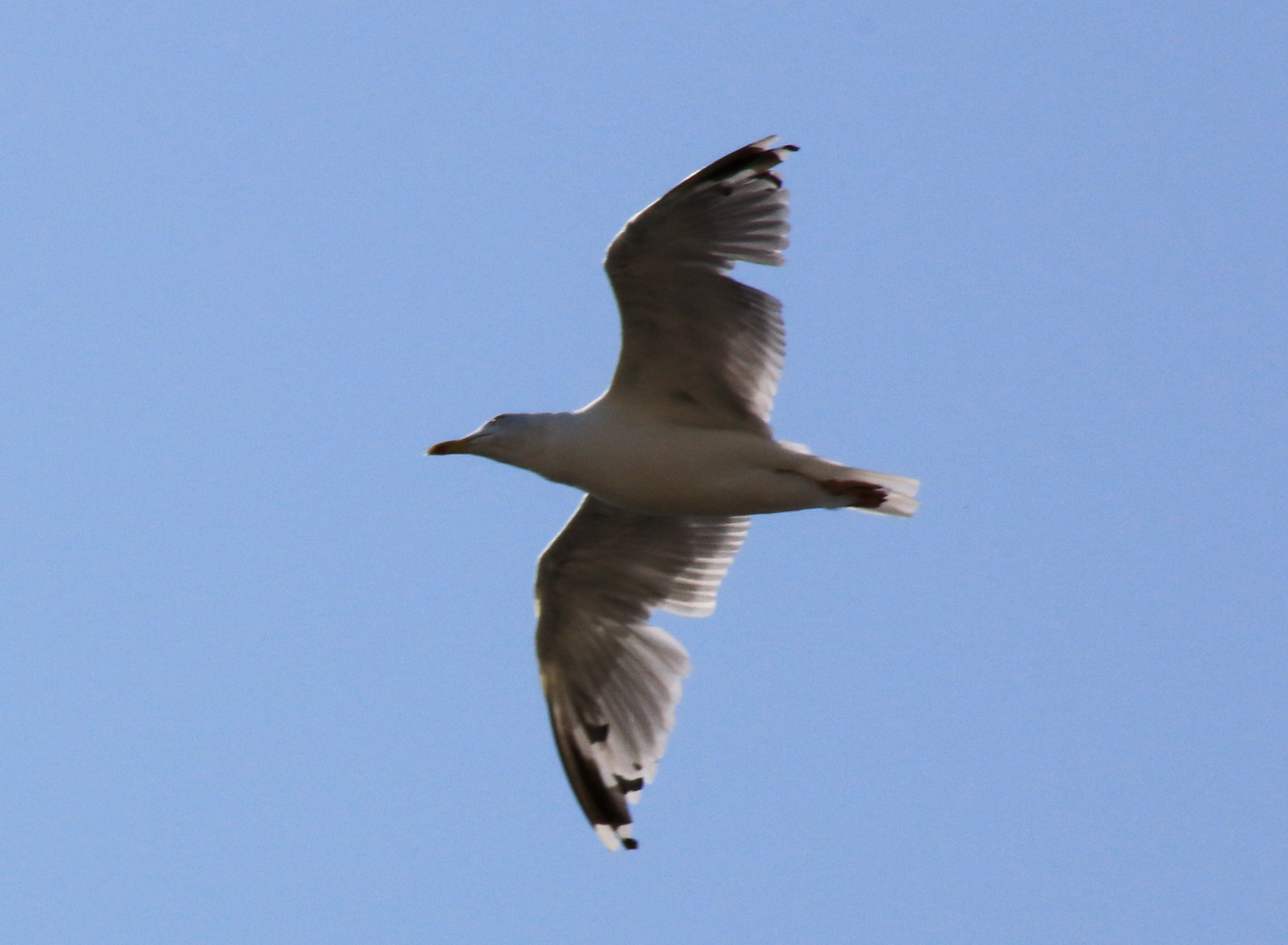 Goéland argenté en mue-7246