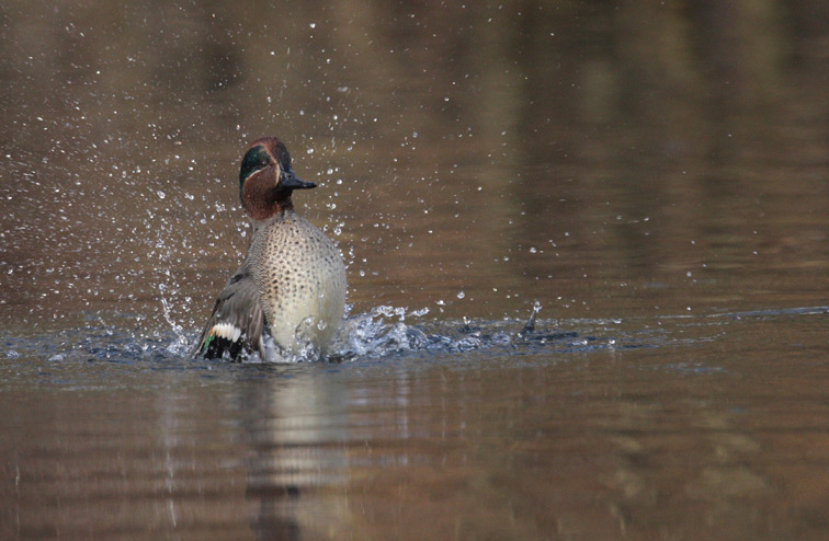Fiche 51 :  La Sarcelle&nbsp;d&rsquo;hiver
