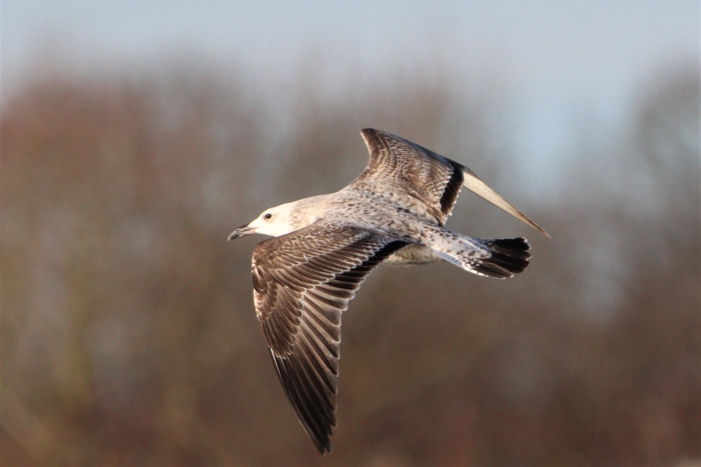 Goéland pontique - Pol Bughin - Etang de Pécrot