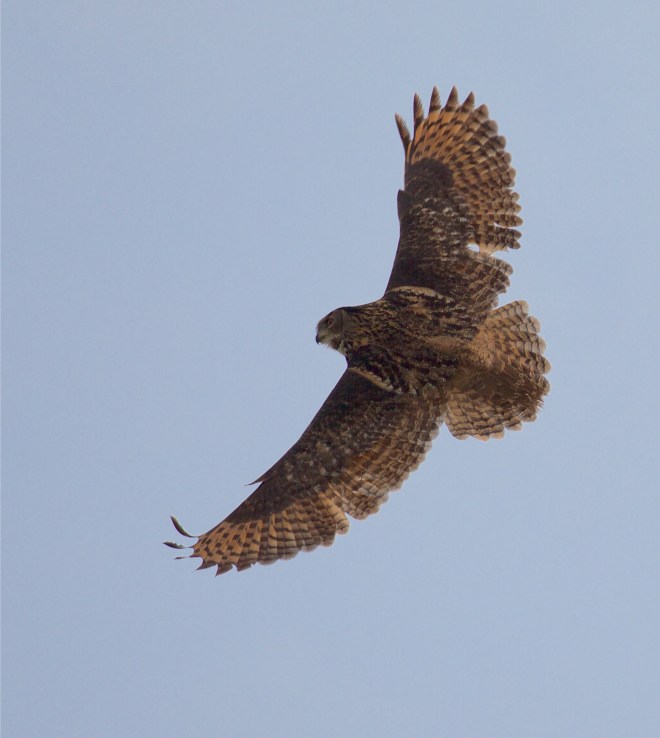 Grand-duc d'Europe - Adulte en vol - 01.05.2019 - Bruno Marchal