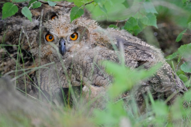 Grand-Duc d'Europe - Chaumont-Gistoux - 25.05.2008 - Nicolas Rasson