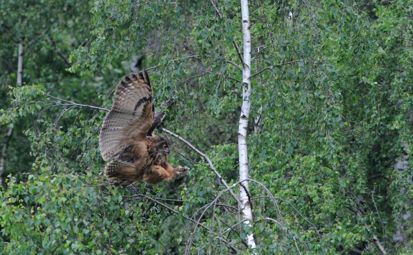 Grand-duc d’Europe: présence en Brabant wallon en 2020 et&nbsp;2021