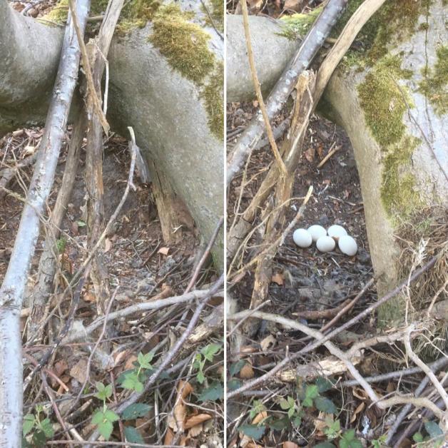 Grand-duc d'Europe - Nidification au sol - 16-04-2020