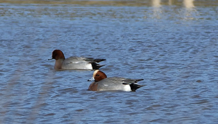 Canard siffleur - Romain Louviaux - Spèche (1)
