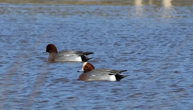 Canard siffleur - Romain Louviaux - Spèche (1)