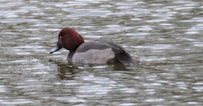 Fuligule milouin x nyroca - Alexandre Ponce - Braine l'Alleud (Paradis)