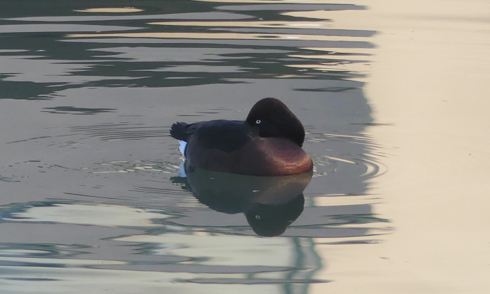 Fuligule nyroca - Paul Cnockaert - Bassin d'orage de petit Baulers
