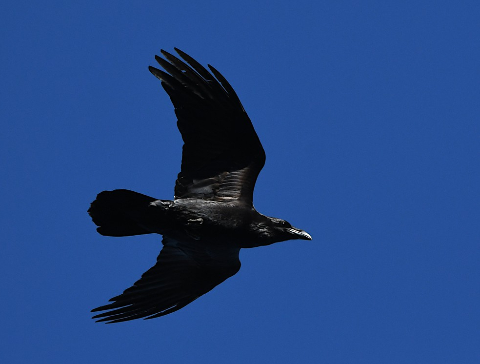 Grand Corbeau - Gaëtan Claes - Court-Saint-Etienne