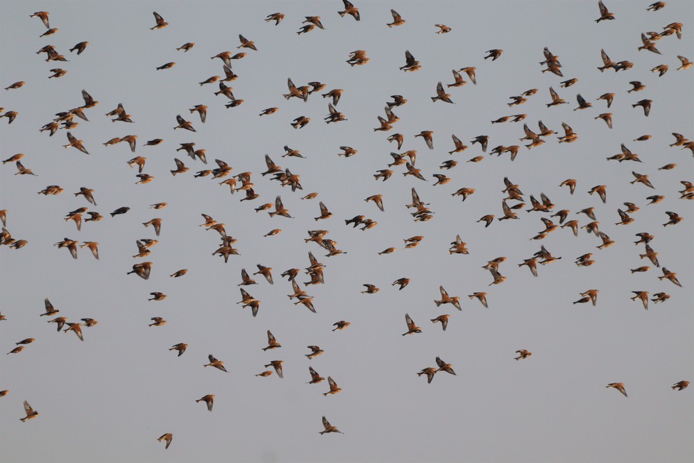 Linotte mélodieuse 2- Pol Bughin- Jandrain-Jandrenouille