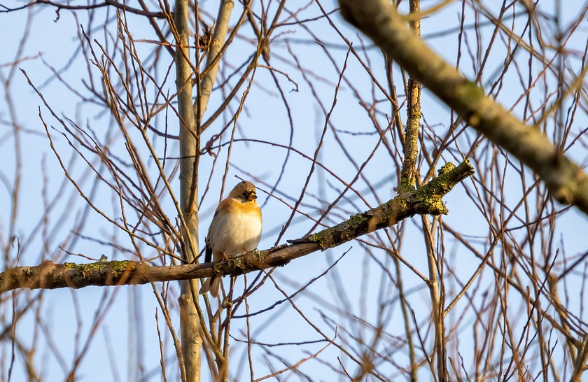 Pinson du Nord - Seb - Prés du Duc